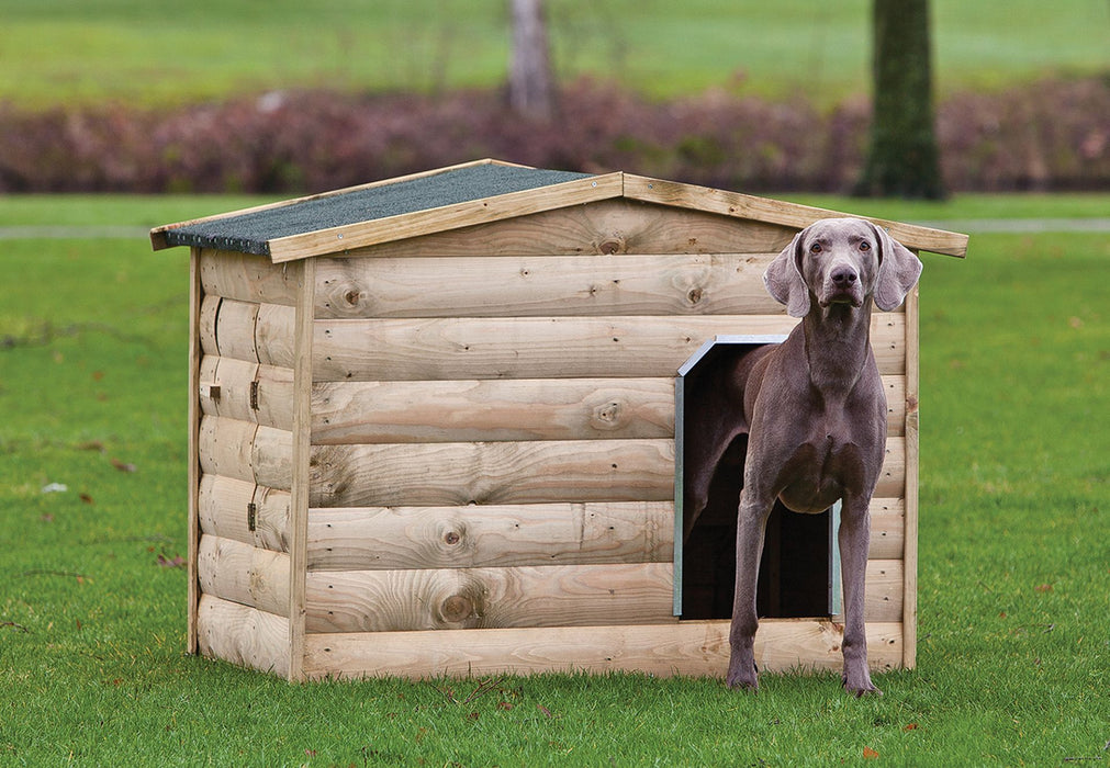 Refuge pour chien Labrador